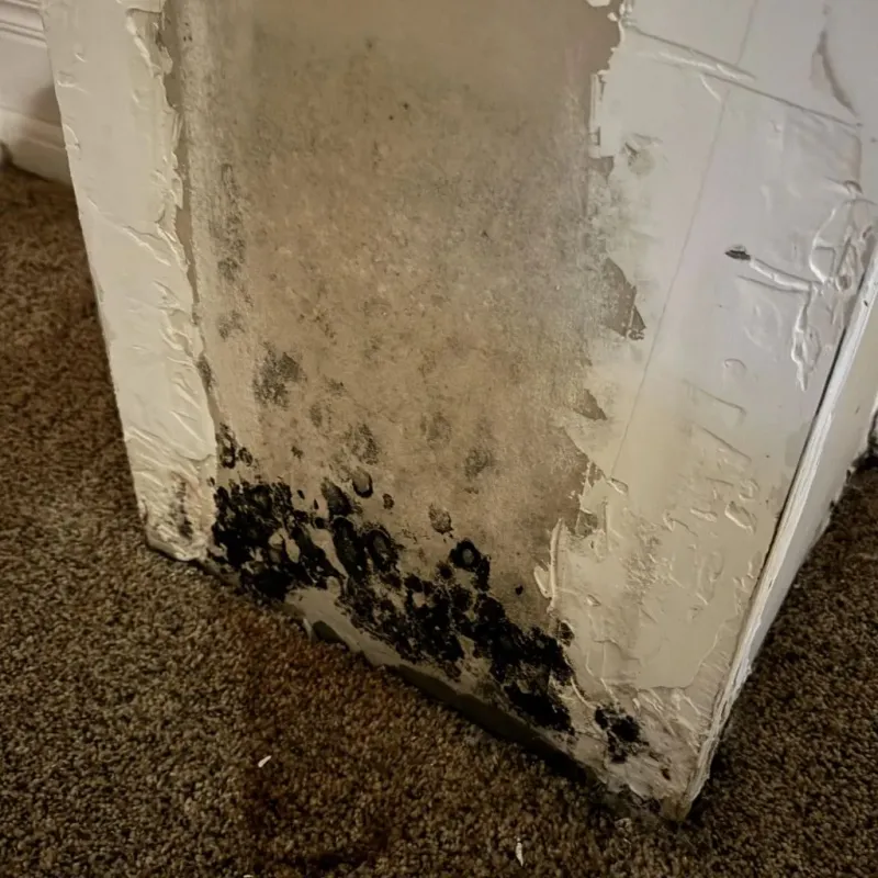 Professional Mold Removal in Upton, MA